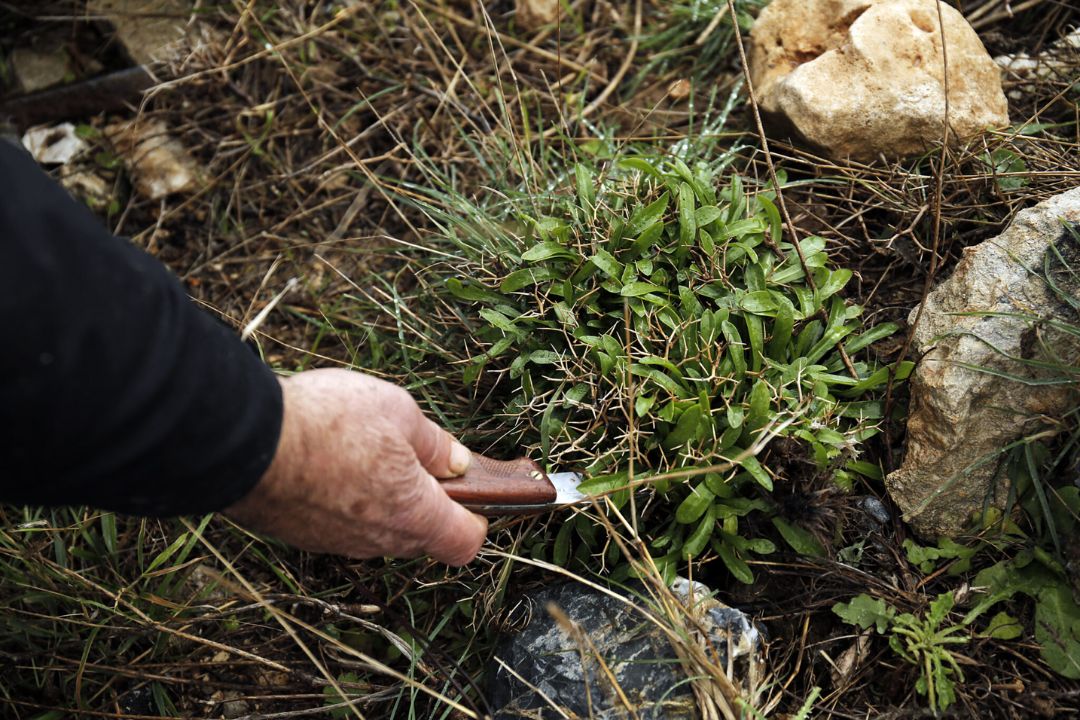 Cretan Herbs